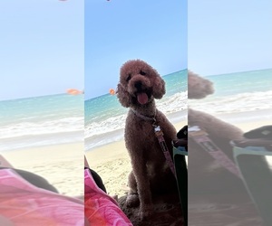 Father of the Goldendoodle puppies born on 11/16/2025