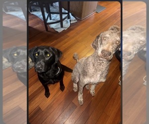 Father of the Australian Labradoodle puppies born on 06/06/2026