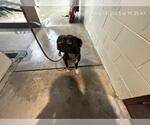 Small American Pit Bull Terrier Mix