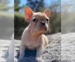 Small Photo #18 French Bulldog Puppy For Sale in BATON ROUGE, LA, USA
