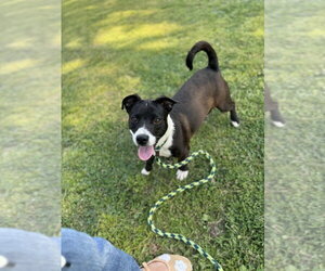 Mattison - Female Unknown-Welsh Corgi Mix Dog for Adoption - Photo #2