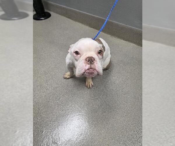 Medium Photo #1 Bulldog-Unknown Mix Puppy For Sale in Las Vegas, NV, USA