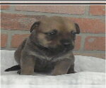 Small #4 Rottweiler Mix