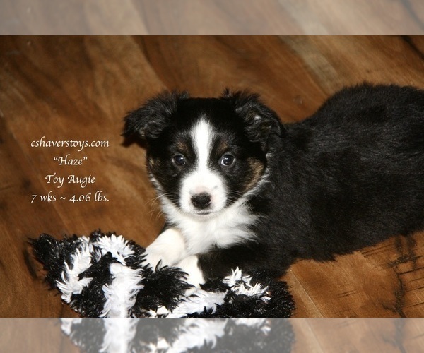 Medium Photo #8 Aussie-Corgi Puppy For Sale in LIND, WA, USA