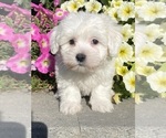 Small #3 Coton de Tulear