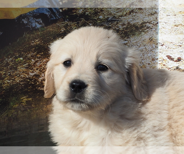 Medium Photo #1 Golden Retriever Puppy For Sale in WIRTZ, VA, USA