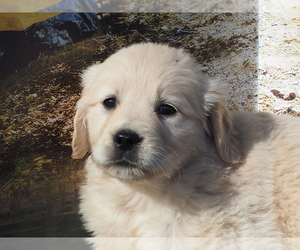 Golden Retriever Puppy for sale in WIRTZ, VA, USA