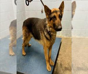 German Shepherd Dog Dogs for adoption in Woodland, CA, USA