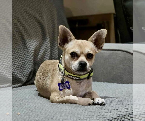 Medium Photo #2 French Bullhuahua Puppy For Sale in Mission Viejo, CA, USA