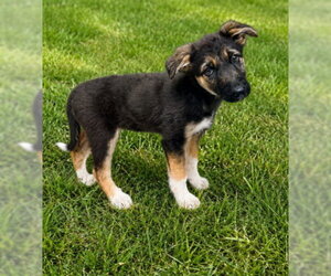 German Shepherd Dog-Unknown Mix Dogs for adoption in HESPERIA, CA, USA
