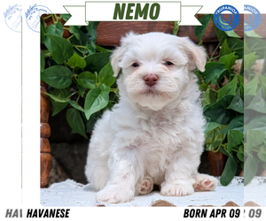 Medium Havanese