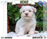 Puppy Nemo Havanese