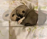 Small Photo #10 Sharberian Husky-Unknown Mix Puppy For Sale in ALEXANDRIA, IN, USA