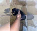 Small Photo #3 Rottweiler Puppy For Sale in RICHLAND, GA, USA