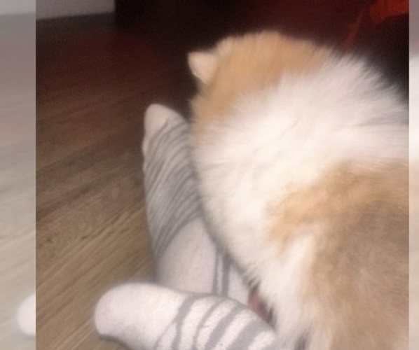 Medium Photo #9 Pomeranian Puppy For Sale in FIFE, WA, USA