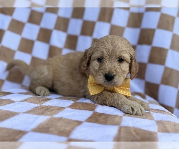 Medium Photo #2 Goldendoodle Puppy For Sale in LAKELAND, FL, USA