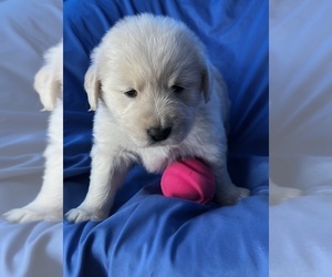 Golden Labrador Puppy for sale in LIVE OAK, FL, USA
