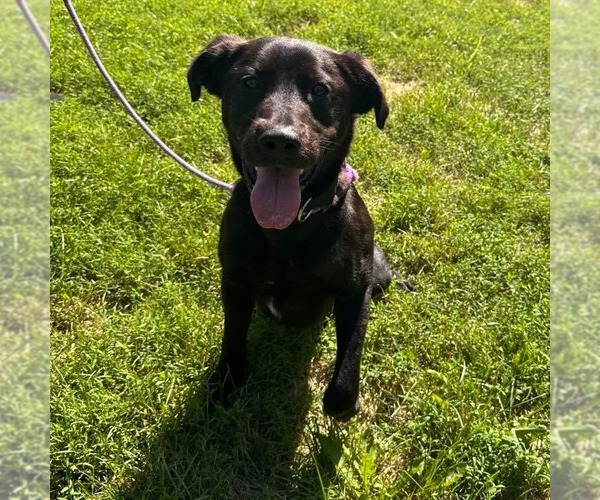 Medium Photo #3 Labrador Retriever-Unknown Mix Puppy For Sale in Muskegon, MI, USA
