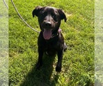 Small #2 Labrador Retriever Mix