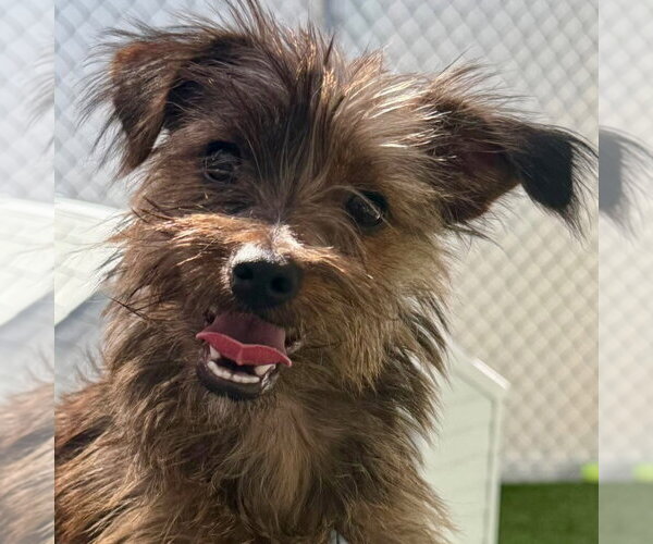 Medium Photo #1 Cairn Terrier-Unknown Mix Puppy For Sale in Canton, CT, USA