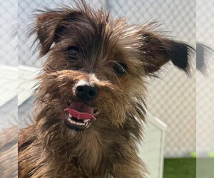 Cairn Terrier-Unknown Mix Dogs for adoption in Canton, CT, USA