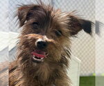 Small Cairn Terrier Mix
