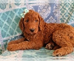 Small Photo #5 Irish Doodle Puppy For Sale in LANCASTER, PA, USA
