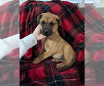 Small #9 Rottweiler Mix