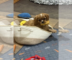 Cavalier King Charles Spaniel Dogs for adoption in Sioux Falls, SD, USA