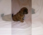 Small Photo #7 Shih-Poo Puppy For Sale in SAN ANTONIO, TX, USA