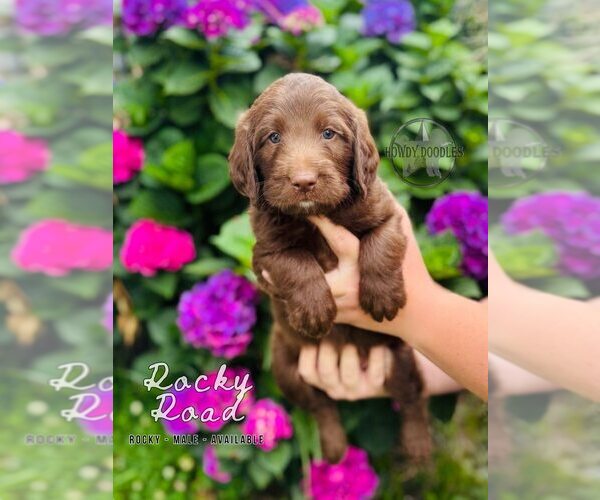 Medium Photo #22 Labradoodle Puppy For Sale in ELIZABETH CITY, NC, USA