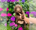 Small Photo #22 Labradoodle Puppy For Sale in ELIZABETH CITY, NC, USA