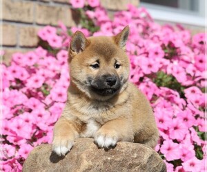 Shiba Inu Puppy for sale in FREDERICKSBG, OH, USA