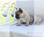 Puppy 6 French Bulldog