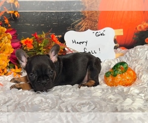 French Bulldog Puppy for sale in HUDSON, CO, USA