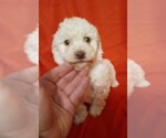 Small Photo #1 Poodle (Toy) Puppy For Sale in NORTH LIBERTY, IN, USA