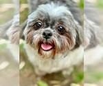 Small Shih Tzu