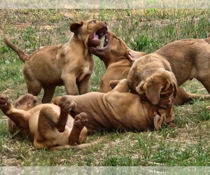 Dogue de Bordeaux Puppy for Sale in MONROE, Georgia USA