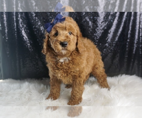 Medium Photo #7 Goldendoodle (Miniature) Puppy For Sale in WARSAW, IN, USA