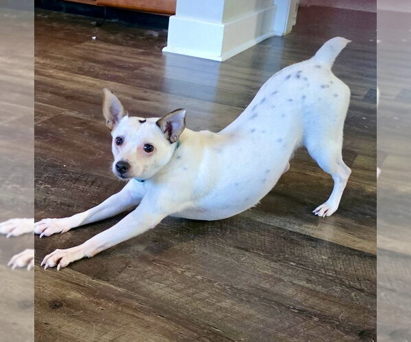 Medium Photo #3 Chihuahua-Unknown Mix Puppy For Sale in Batavia, OH, USA