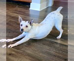 Small #2 Chihuahua Mix