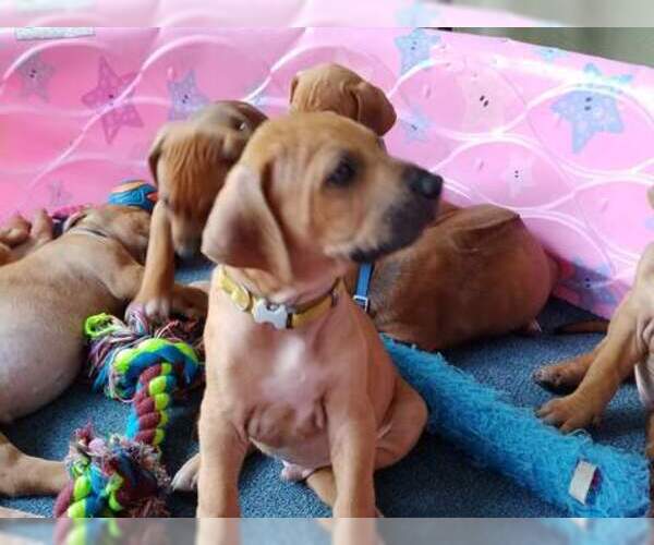 Medium Photo #9 Rhodesian Ridgeback Puppy For Sale in NEW SMYRNA, FL, USA