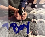 Puppy Puppy 2 Boston Terrier