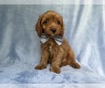 Small Cavapoo (Miniature)