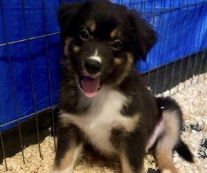 Australian Shepherd Dogs for adoption in SACRAMENTO, CA, USA