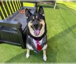 Small #4 German Shepherd Dog-Siberian Husky Mix