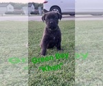 Small #12 Cane Corso
