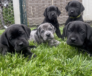 Great Dane-Labrador Retriever Mix Litter for sale in OCEANPORT, NJ, USA
