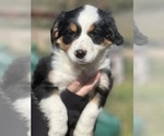 Puppy 1 Border Collie-Miniature Australian Shepherd Mix