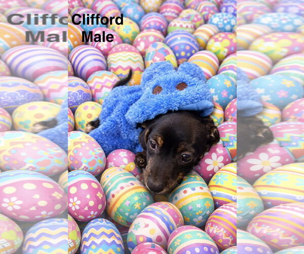 Medium Photo #4 Chiweenie Puppy For Sale in Jackson Township, NJ, USA